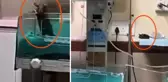Yenidoğan ünitesinde fare dehşeti: İki bebek feci şekilde can verdi