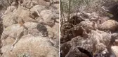 333'ü birinin peşinden gitti, zarar çok büyük