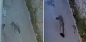 Tilki, kapının önündeki ayakkabıları alıp gitti