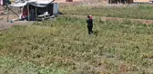 Tarlasını vatandaşa açtı, paraya para demiyor