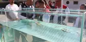 Kilosu bin euro! Bolu'da üretilip dünya pazarına sunulacak