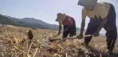 Tanesi 50, kilosu 5 bin lira! Bin bir emekle toplanıyor