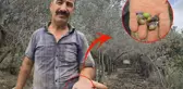 Kentin meşhur ürünü tehlikede! Bir milyon ağaçta meyve yok denilecek kadar az
