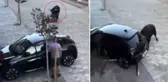 Kızgın boğa park halindeki aracı pert etti