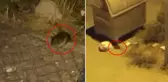 Şehri fareler bastı! Vatandaşlar diken üstünde