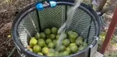 Ünü Bitlis'ten dünyaya yayıldı! Hasat başladı, kilosu 600 lira