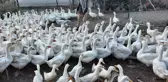 Tek ıslığıyla yüzlerce hayvan koşarak geliyor