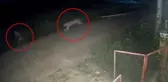Zincirlerinden kurtulan aslan, 11 yaşındaki çocuğu ağır yaraladı