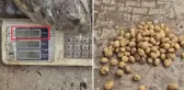 Ahlaksızlıkta son nokta: 22 kiloluk çuvaldan 13 kilo patates çıktı