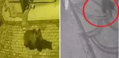 Aç kalan ayı sokaklara indi, köpekler kovaladı! İlginç anlar kameralarda