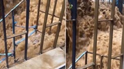 Pencereyi açıp dışarı bakınca kabusu yaşadı!