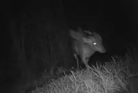 A mysterious creature that surprised scientists has been discovered at the Bristol Zoo in England.