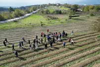 In Karabük, the harvest of the world's most expensive spice, saffron, has begun.