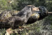 The Burmese python was captured on camera swallowing a whole 35-kilogram white-tailed deer.