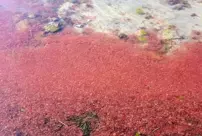 Curious sight in Çanakkale: The beach turned bright red.