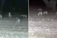 The farmer plowing his field suddenly found himself among a pack of wolves.