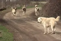 Stray street dogs are spreading the danger of 'white cancer'.