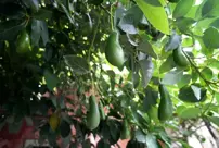 The retired teacher grows 200 varieties of fruit in the tropical garden he established.