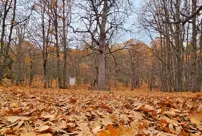 The forest, which is the favorite of autumn, can be entered with special permission; it is unique in the world.