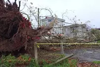 The storm toppled the 650-year-old plane tree.