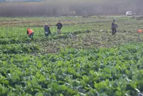 Last harvest in the 8,000-year-old garden: A bundle is sold for 6 TL.