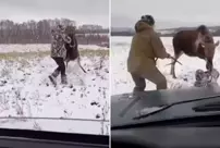 The injured deer hospitalized the hunter who was trying to hunt it.