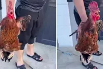 The rooster he caught stopped him from killing it when it cried 