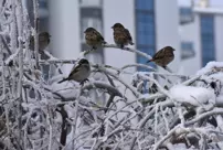 In the city affected by the Siberian cold, thermometers are at minus 23 degrees.