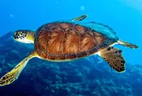 Three people died after eating sea turtles, and dozens were hospitalized.