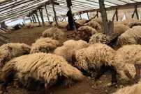 150 sheep died from suffocation.