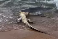 Terrifying moments on the shore: The shark tore apart the crocodile.