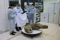 A 50,000-year-old baby mammoth has been found in Siberia.