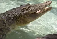 The 124th birthday of the world's oldest crocodile was celebrated.