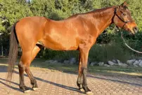 The world's oldest purebred Arabian horse has died at the age of 36.