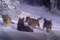 A wolf pack was spotted in Uludağ.