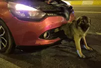 Interesting accident! The dog got stuck in the bumper of the car that hit it.