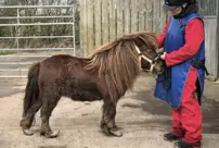 The person who secretly entered the barn was caught while assaulting the pony.