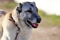 Arab countries are after Kangal dogs.