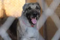 Climate change has altered the structure of Kangal dogs.