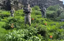 Hakkari'de Ters Laleler Koruma Altında