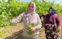 Kilosunu 70 TL'ye satıyorlar hiç masrafı yok