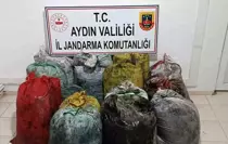 Aydın'da İzinsiz Zeytin Toplayan 11 Şüpheli Suçüstü Yakalandı