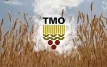 Toprak Mahsulleri Ofisi'nde (TMO) buğday ve arpa alımı ne zaman? Serbest piyasada son durum ne?