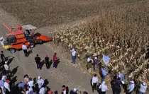 Adana'da Yeni Mısır Çeşidi 'Kale' Tanıtıldı