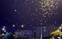 Ardahan'da 'ölüm dansı' yapan sinekler yoğunlaştı