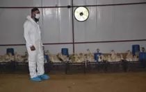 Muş'ta Kaz Yetiştiriciliği Projesi Kapanış Programı Düzenlendi