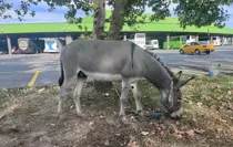 Edirne Otogarının Maskotu: Kadife İsimli Eşek