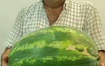 Adana'da 24 Kilo Ağırlığında Karpuz Üretildi