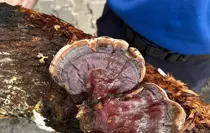 Adana'da Cezaevi Bahçesinde 'Reishi Mantarı' Üretimi Başladı