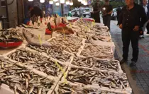 Rize'de Balık Bolluğu Esnafı ve Vatandaşı Sevindiriyor